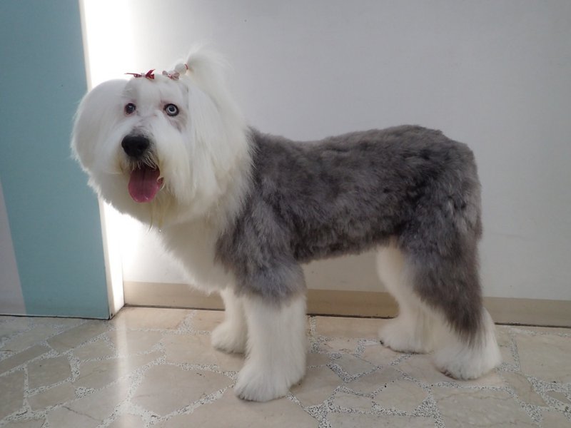 羊毛毡 复刻宠物 古代牧羊犬 linmimi专属订单 - 玩偶/公仔 - 羊毛 白色