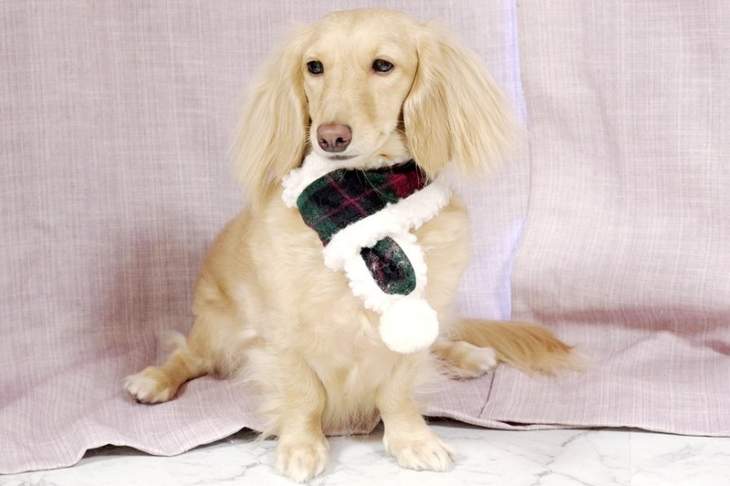 圣诞Party系列-风格雅痞围巾 - 衣/帽 - 棉．麻 绿色