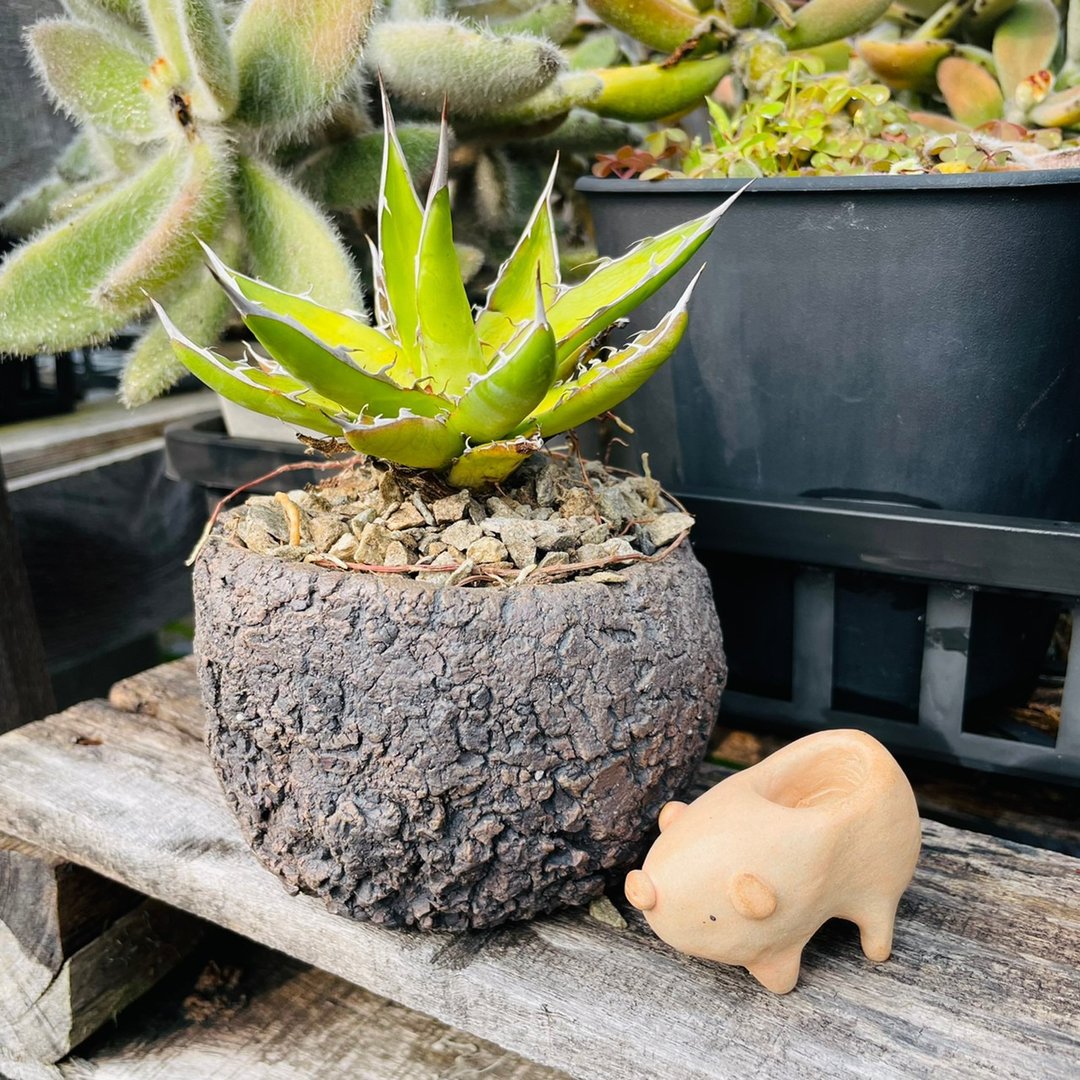 Rainxpluie 知雨若泥 多肉植物•龙舌兰•Agave garciae-mendozae - 植栽/盆栽 - 植物．花 绿色