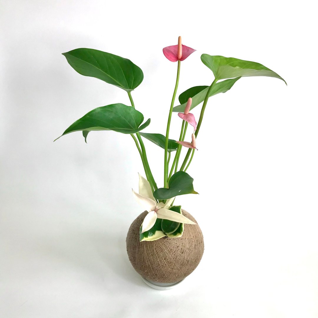 粉红火鹤花 手作组合植栽苔球 - 植栽/盆栽 - 植物．花 粉红色