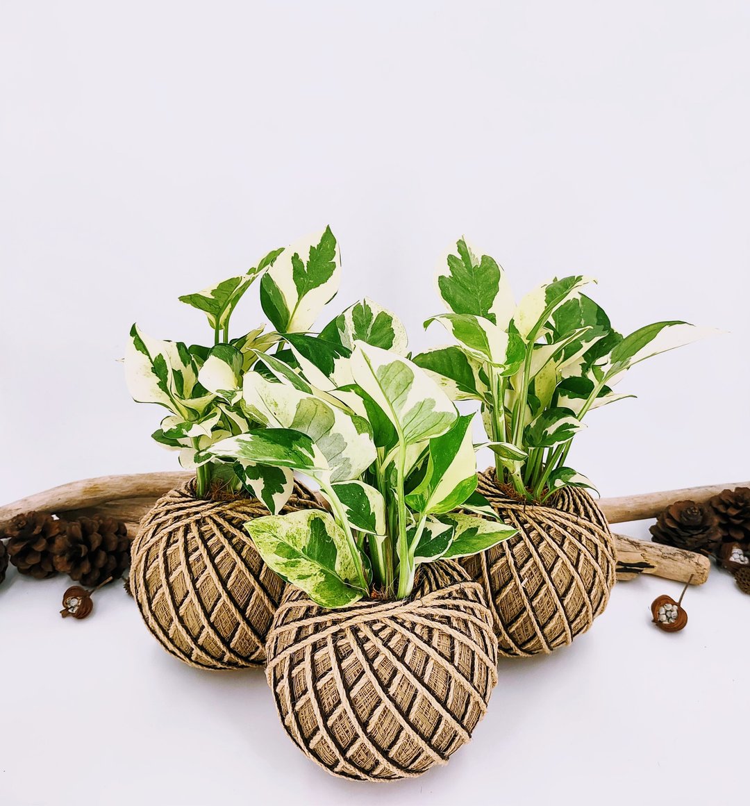 白金葛苔球│板植│室内植物│窗边植物│观叶植物 - 植栽/盆栽 - 植物．花 绿色