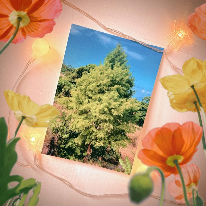 have a nice day 台湾趣明信片/酷卡/猫空柏树 - 卡片/明信片 - 纸 多色