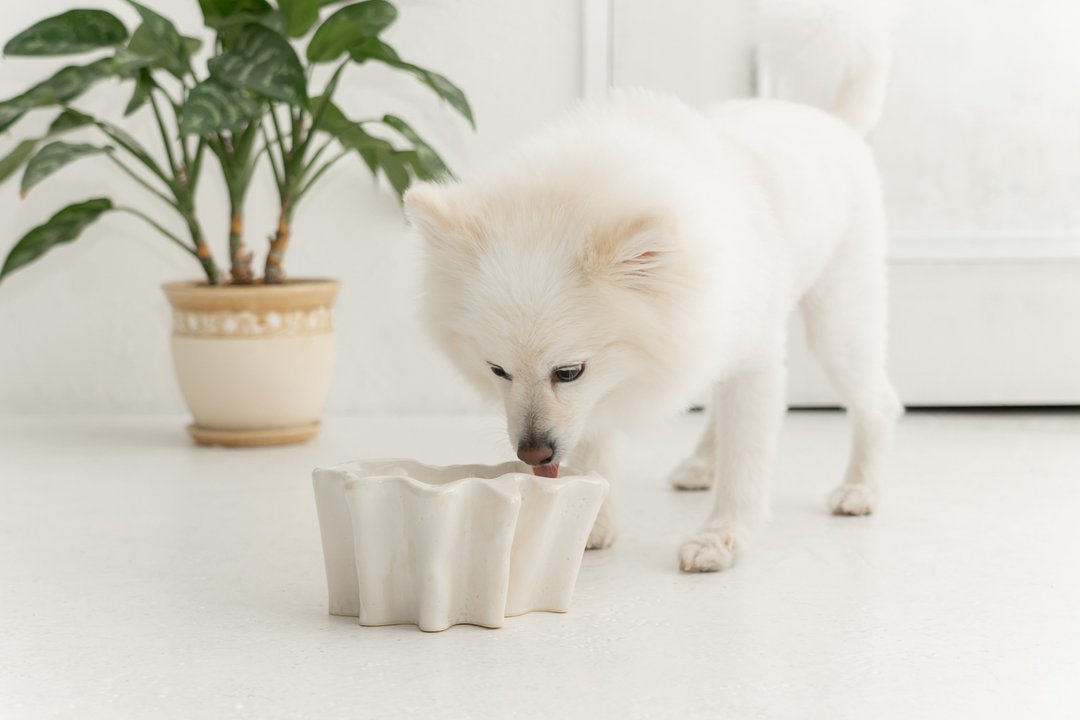 Ameba pet bowl, Cat bowl,Dog bowl,Puppies bowl,Food bowl - 碗/碗架 - 陶 白色
