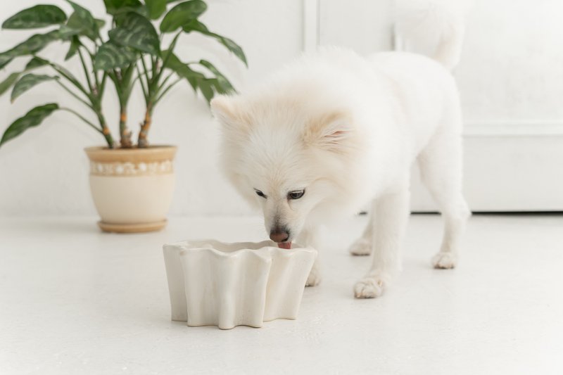 Ameba pet bowl  ペットボウル　食器スタンド　小型犬　中型犬　ネコ　陶器 - 碗/碗架 - 陶 白色