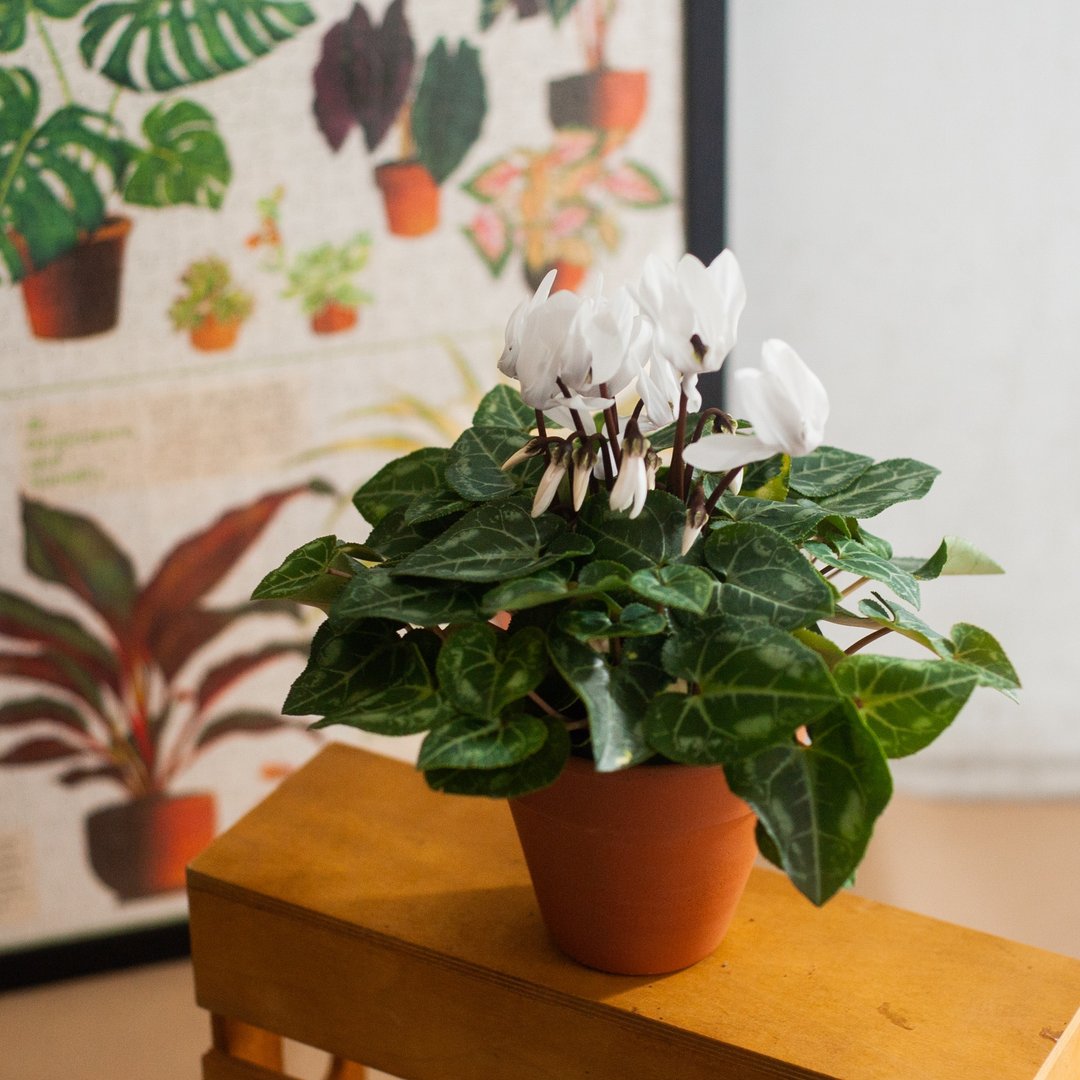 【秋冬限定】仙客来盆栽 | 耐阴植栽 | 居家办公室盆栽 - 植栽/盆栽 - 植物．花 白色
