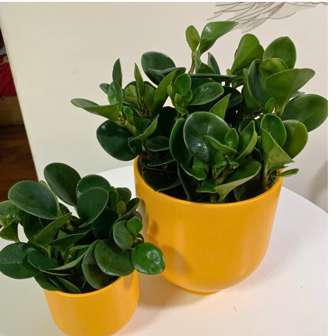 水培植栽│ 大小盆圆叶椒草_招财纳福 圆叶金钱树 室内植物 - 植栽/盆栽 - 陶 