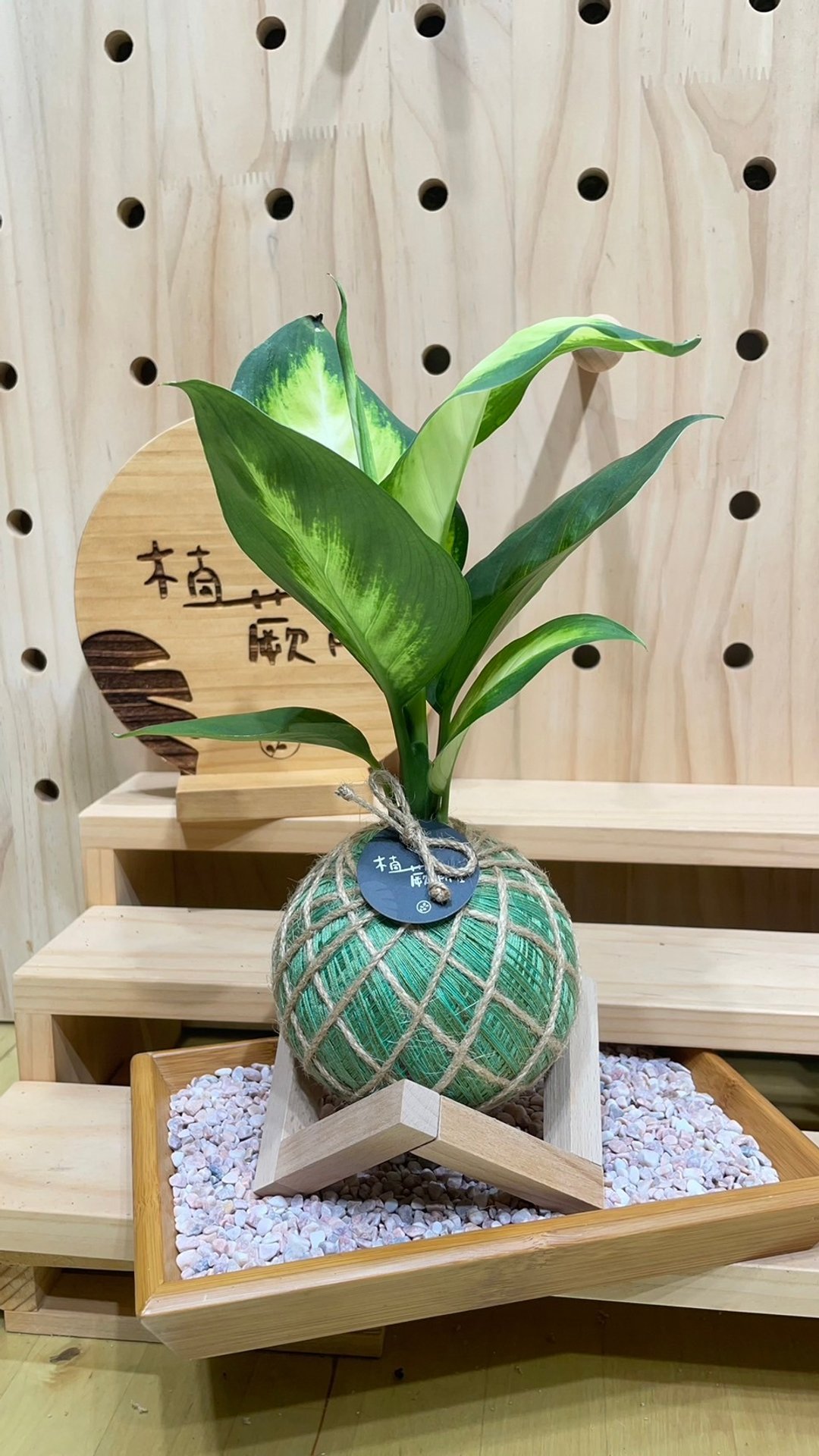 【植蕨所在】玛莉安粗肋草 水苔球 室内植物 观赏植物 开店送礼 - 花瓶/陶器 - 植物．花 