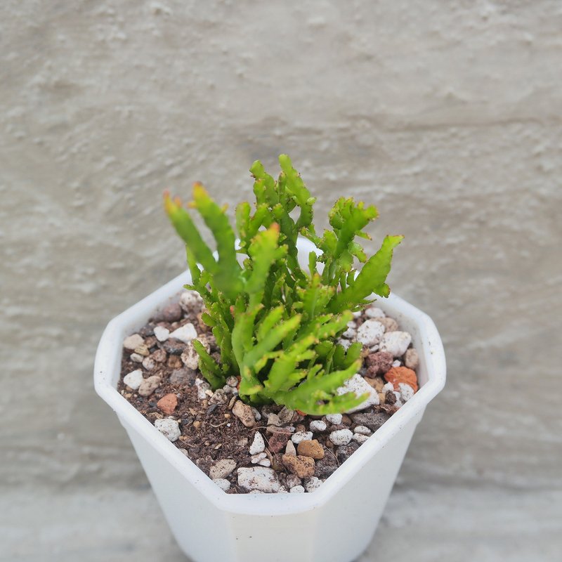 【豆豆多肉】【姬昙花】乔迁│送礼│升迁│多肉植物 - 植栽/盆栽 - 植物．花 