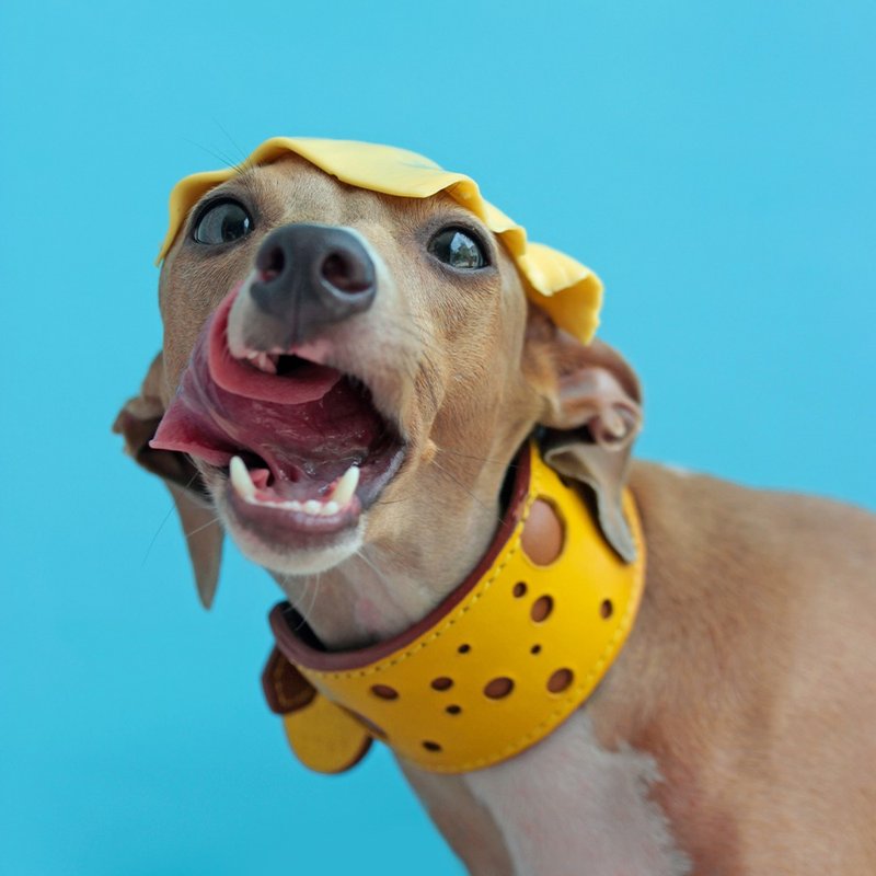 起司宠物项圈，厚实麂皮，刻有名字，宽，有衬垫狗项圈。 - 项圈/牵绳 - 真皮 黄色