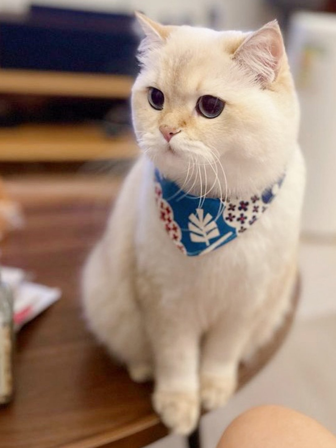 双面三角巾 猫狗项圈 四合扣 - 项圈/牵绳 - 棉 多色