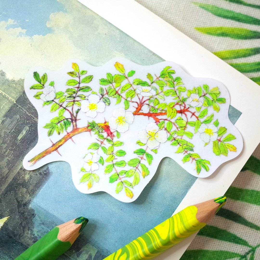 台湾特有种 玉山蔷薇 绘画防水 PVC 白墨底大贴纸 - 贴纸 - 防水材质 白色