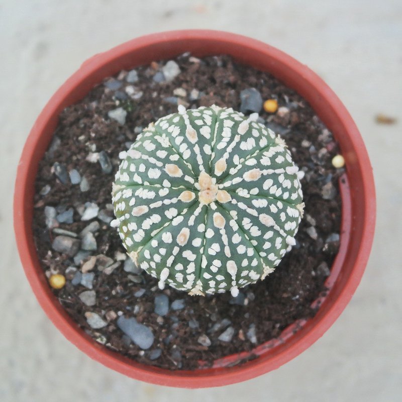 【豆豆多肉】【超兜】乔迁│送礼│升迁│多肉植物 - 植栽/盆栽 - 植物．花 多色