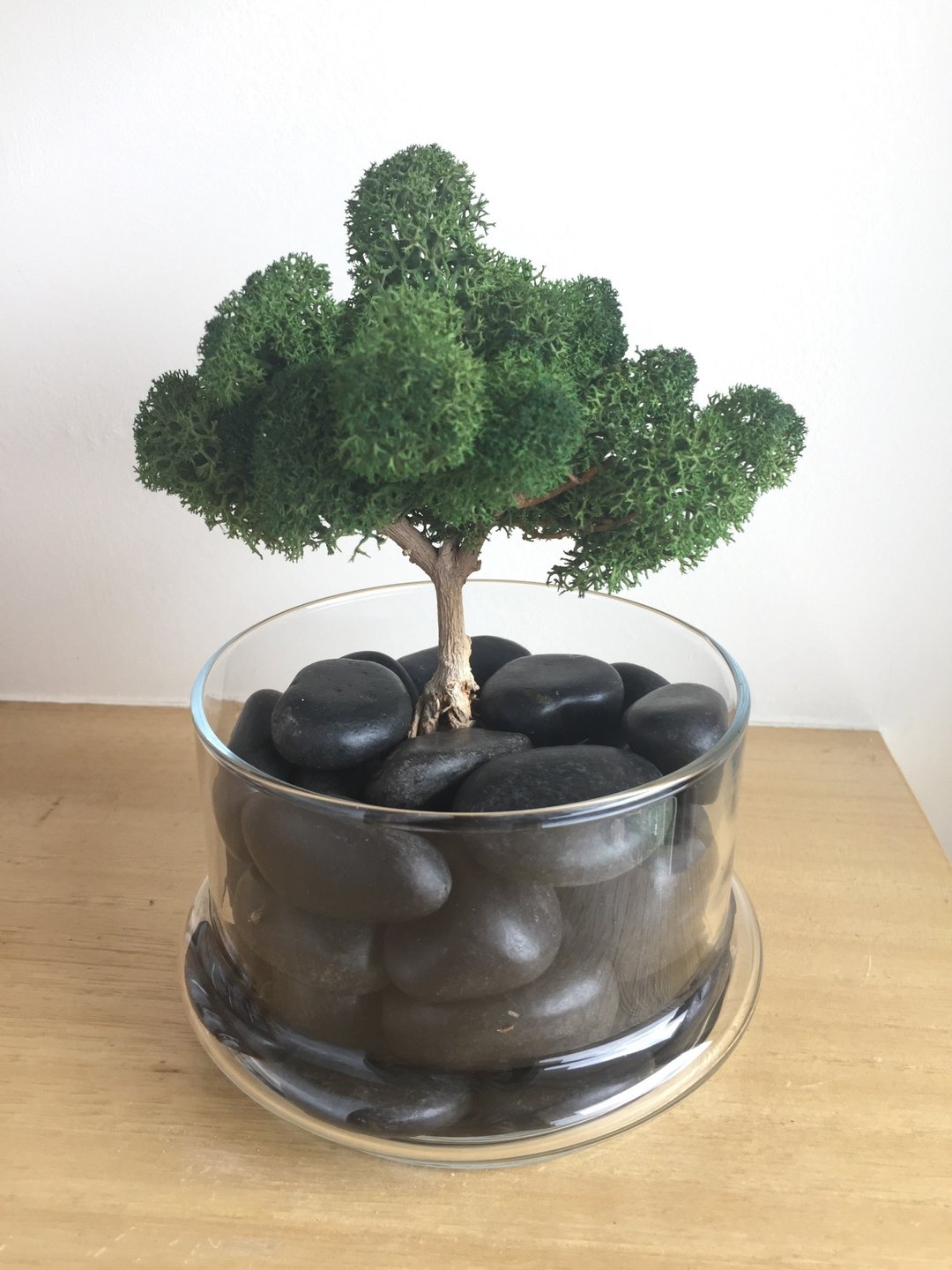 ［纯自然］世界树 微景观 石头 干燥 植物 玻璃 送礼 - 摆饰 - 植物．花 绿色