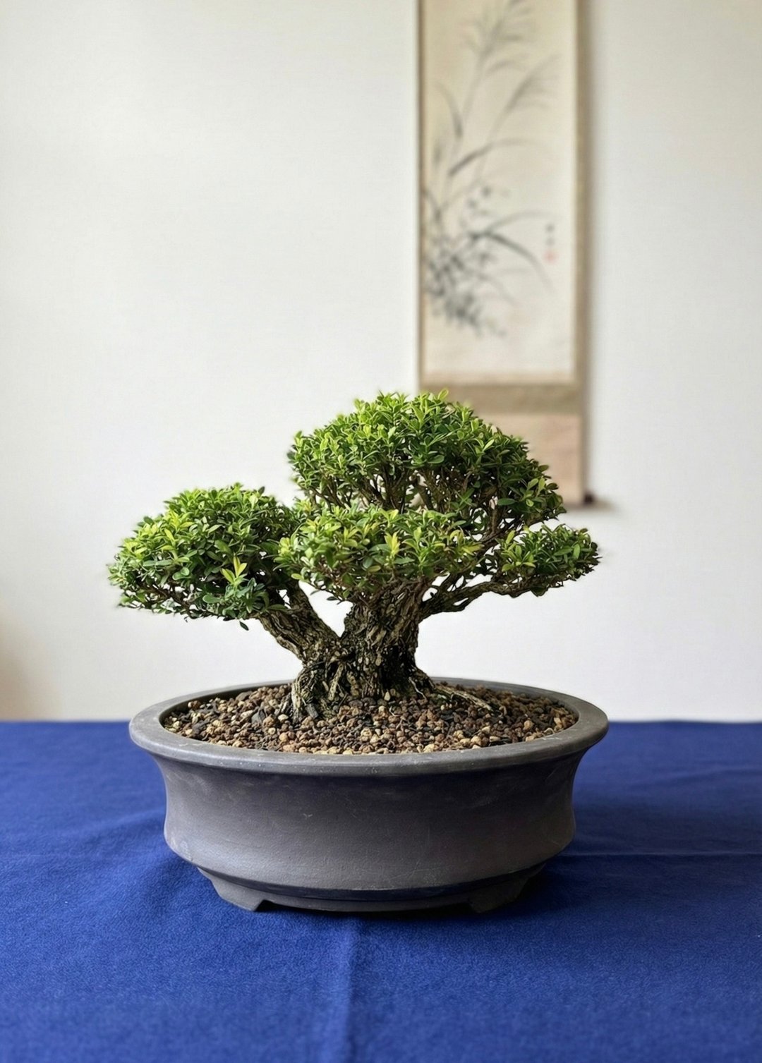 小品盆栽・雀舌黄杨 - 植栽/盆栽 - 植物．花 