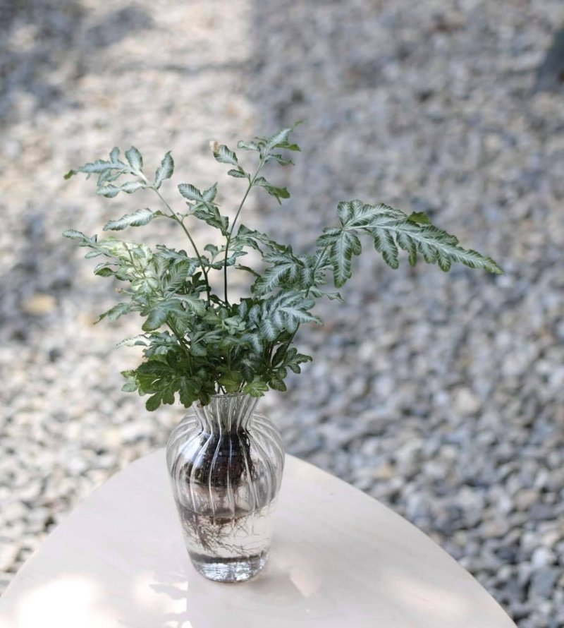 水培植栽│银脉凤尾蕨_室内植物 办公室盆栽  店内摆设 - 植栽/盆栽 - 玻璃 