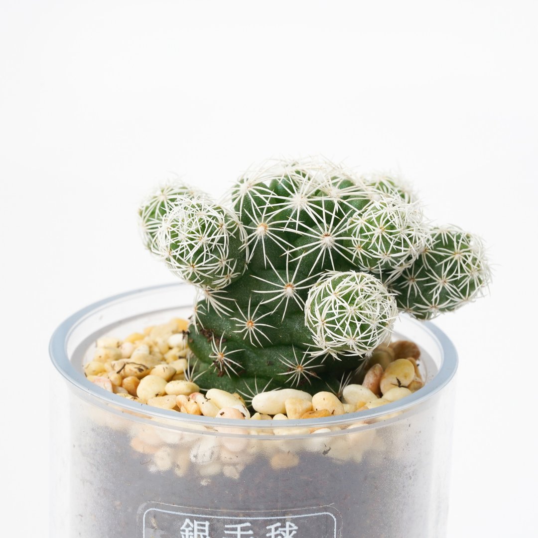 【银手球】多肉 植物 智慧型盆栽罐 | 莳光 - 植栽/盆栽 - 植物．花 