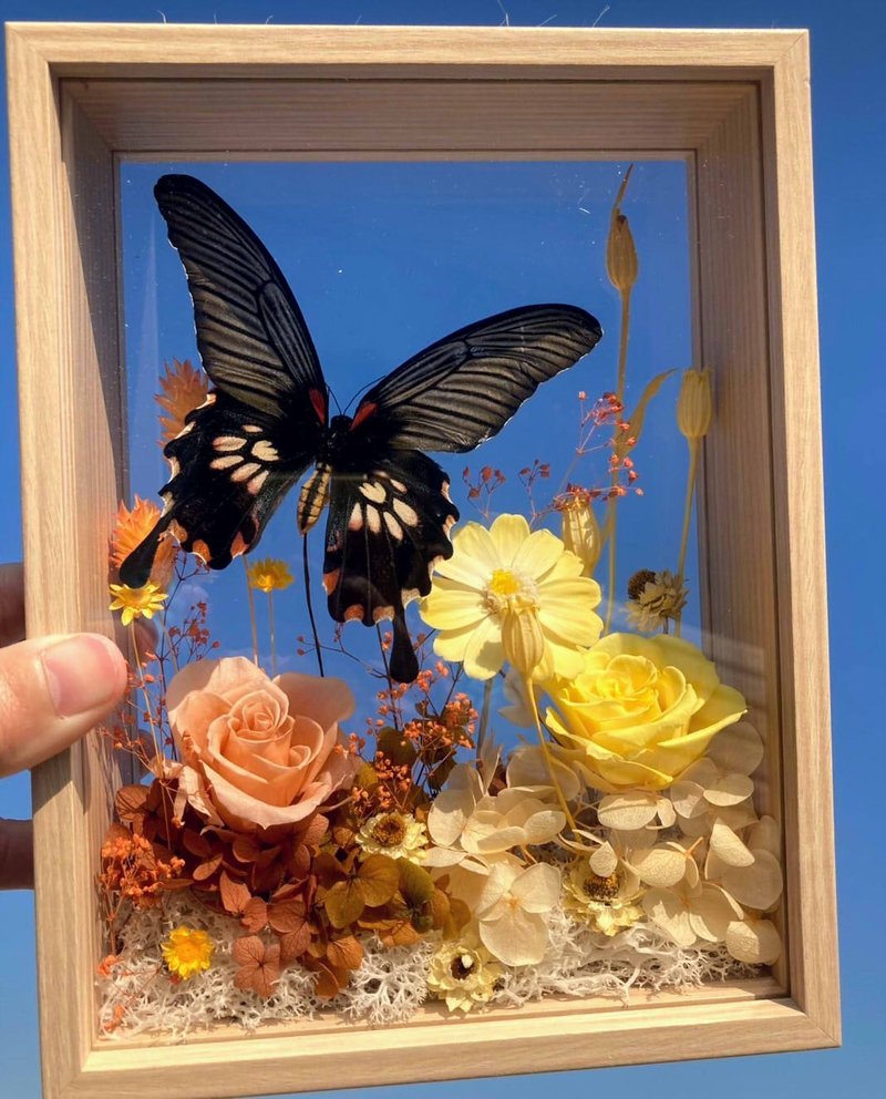 截取天空。西洋情人节礼物/永生蝴蝶标本/永生玫瑰/乔迁开幕礼 - 干燥花/捧花 - 植物．花 橘色