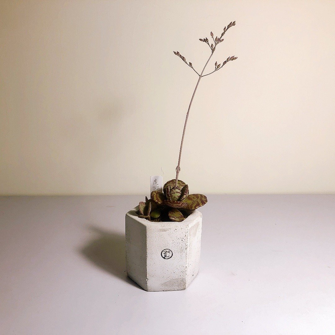 【野草不野-限时贩售】虎斑伽蓝菜 / 中六角盆 - 植栽/盆栽 - 植物．花 绿色