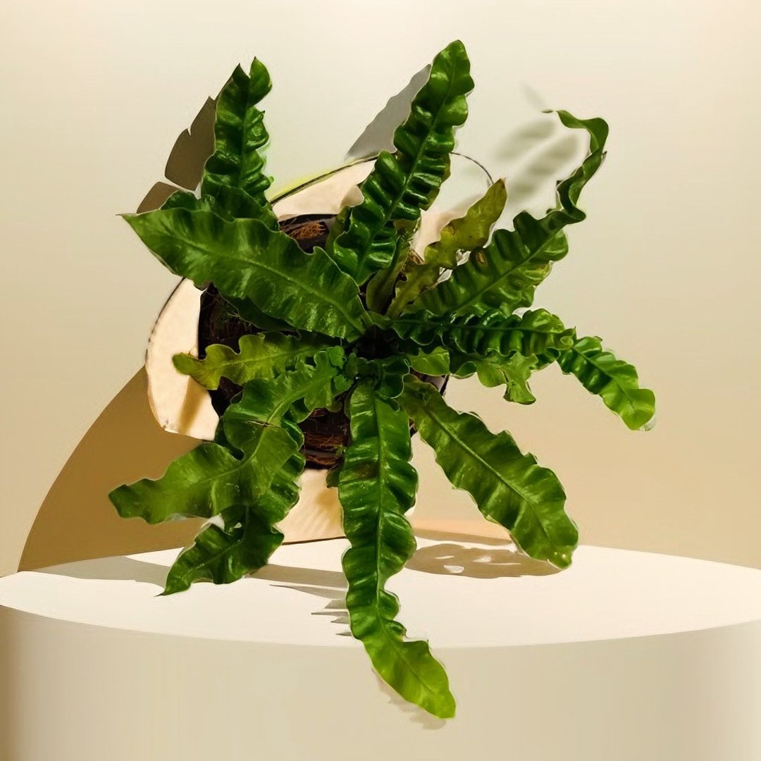 吊挂式山苏 文青造型盆栽 绿化空间送礼自用 - 植栽/盆栽 - 植物．花 