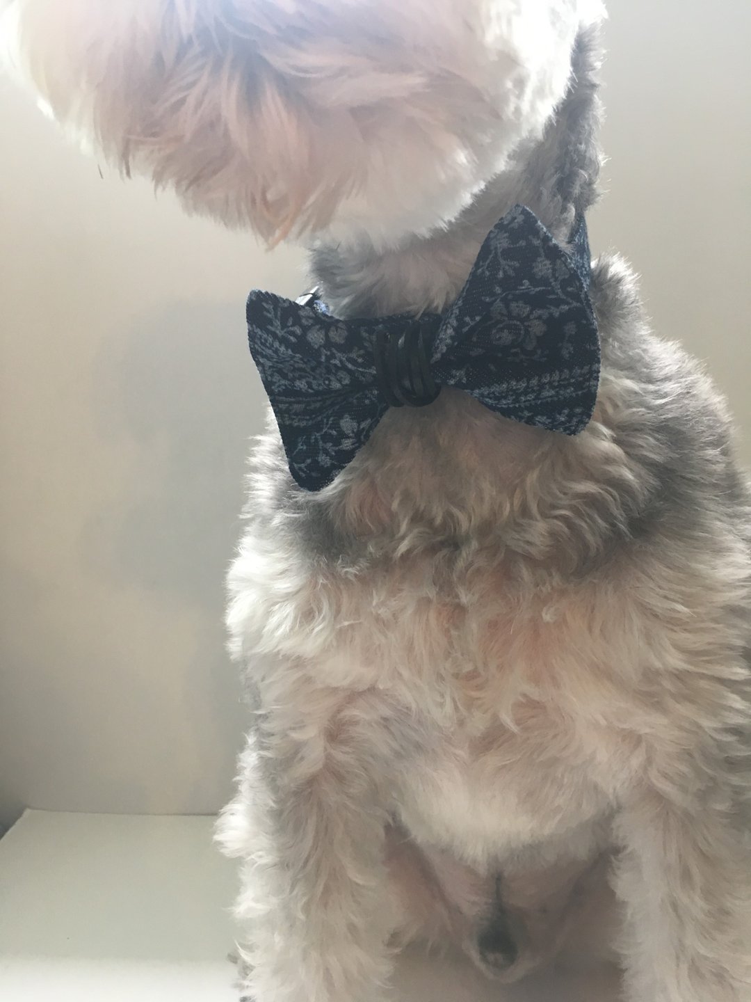 Pet Bow Tie (L) 宠物领结 狗狗领结 中型犬 大型犬 - 其他 - 真皮 