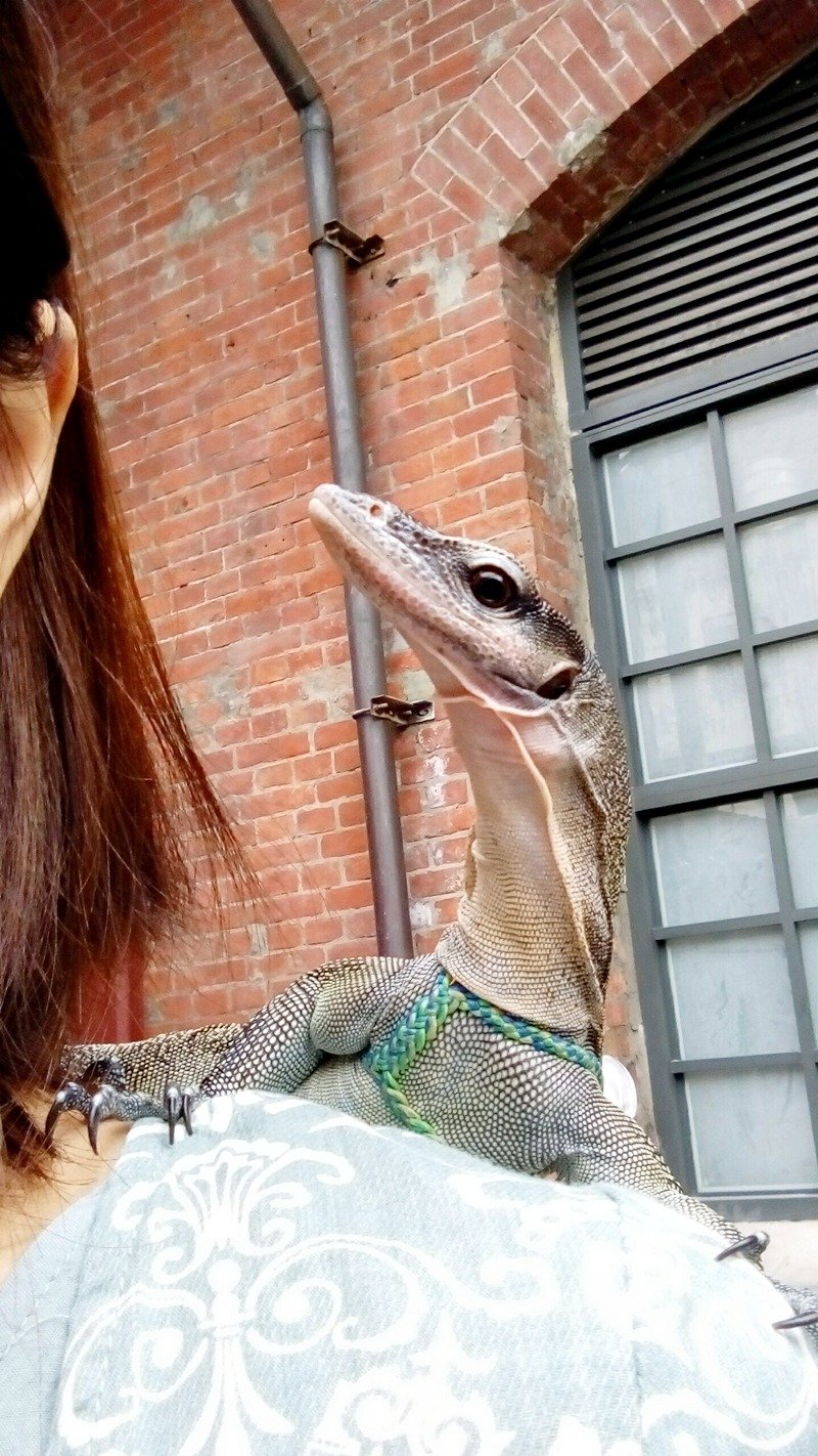 Wing Lizards 大范围调整型爬虫类牵绳 - 项圈/牵绳 - 其他材质 