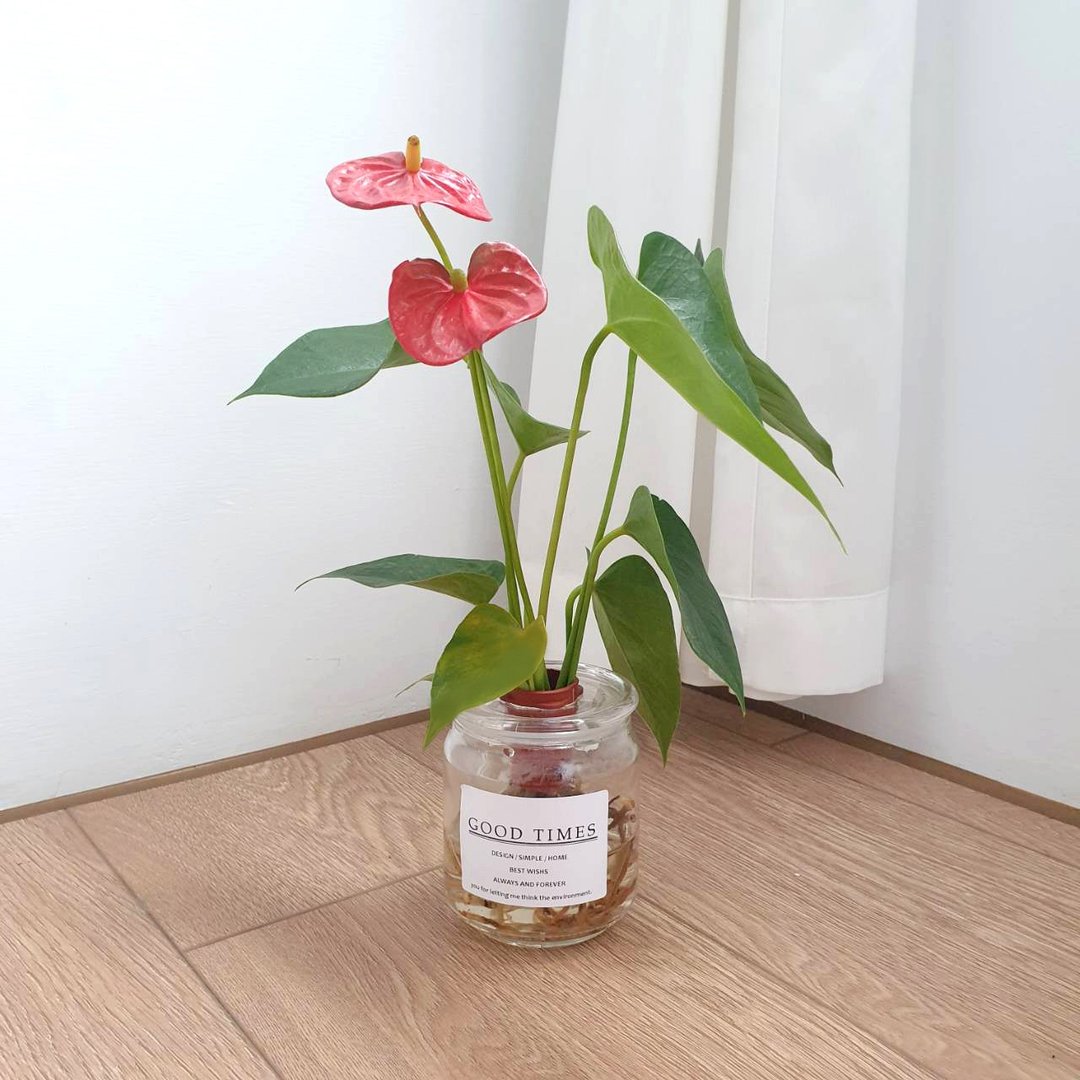 植物 火鹤花 水耕 室内盆栽 - 植栽/盆栽 - 玻璃 红色