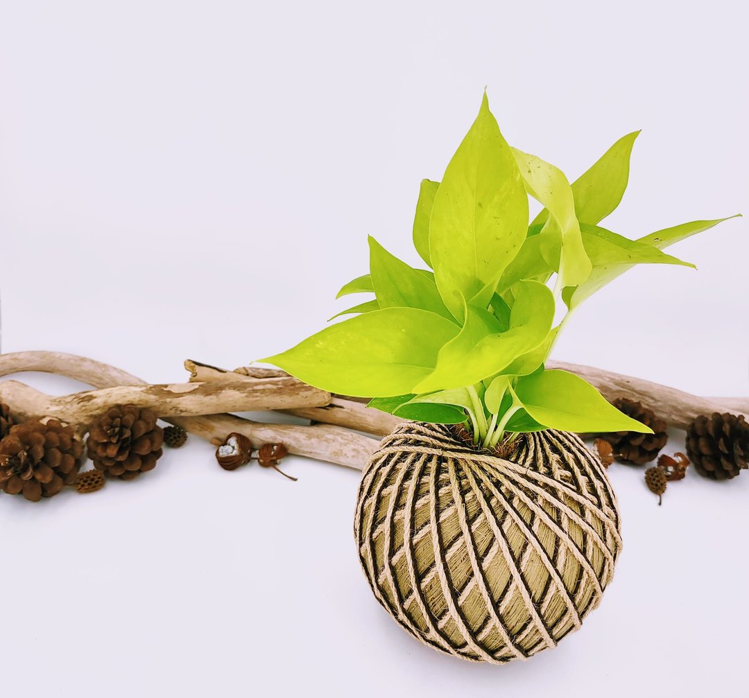 莱姆黄金葛苔球│板植│室内植物│窗边植物│观叶植物 - 植栽/盆栽 - 植物．花 黄色