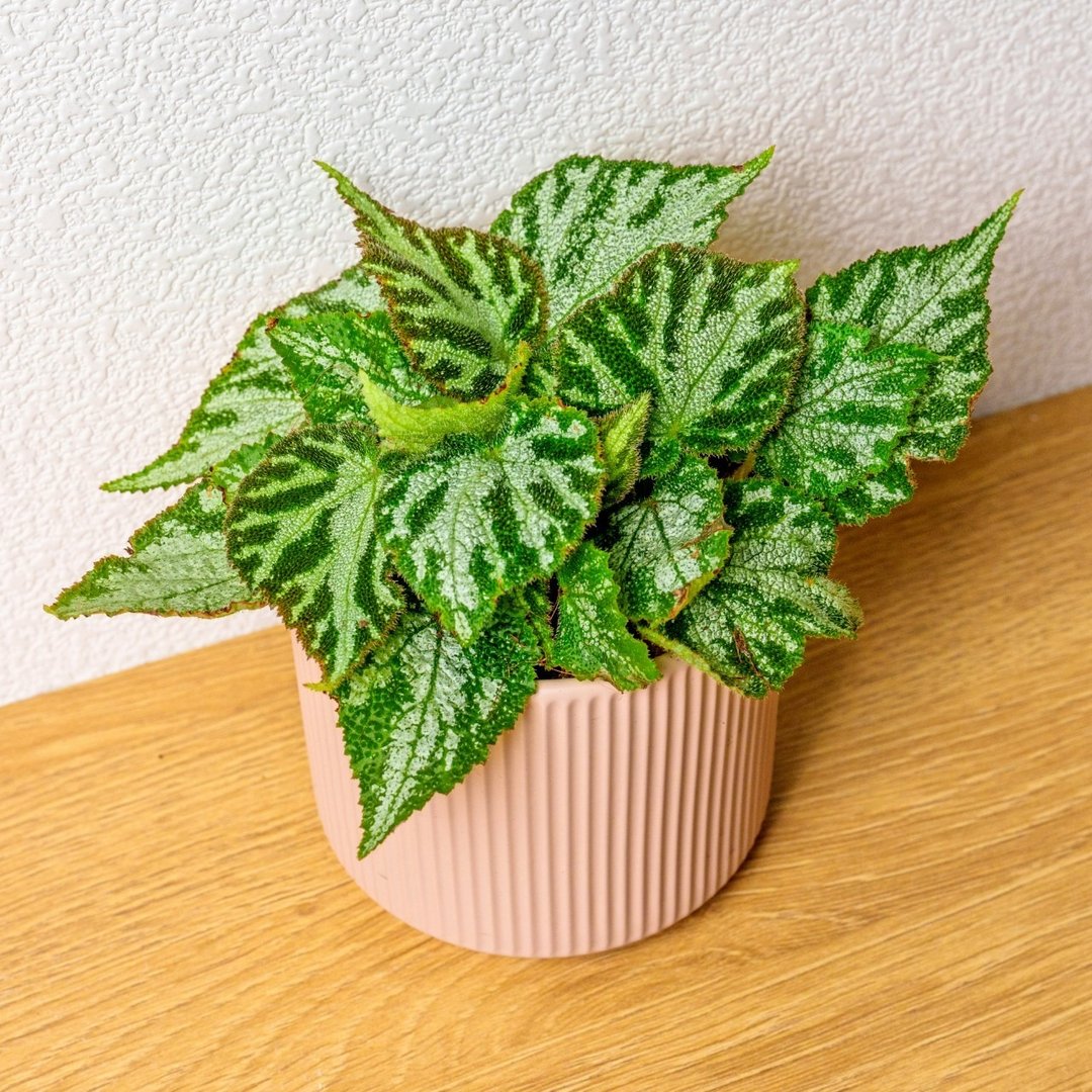 地毡海棠 莫兰迪色系直纹陶盆 室内植物 观叶植物 礼物 盆栽 - 植栽/盆栽 - 植物．花 粉红色