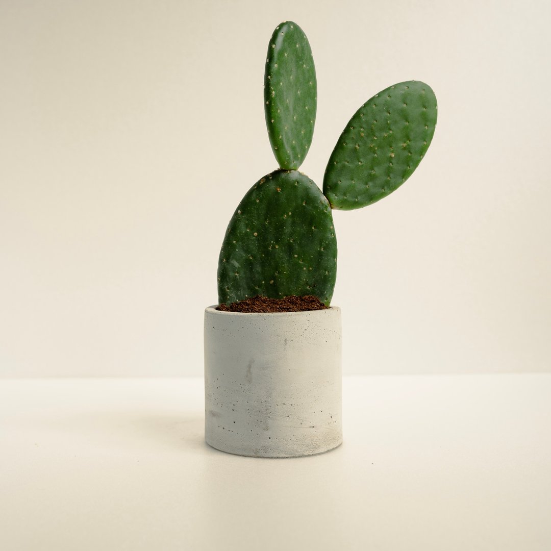 红花团扇│泥作系列│福所栽 - 植栽/盆栽 - 水泥 绿色