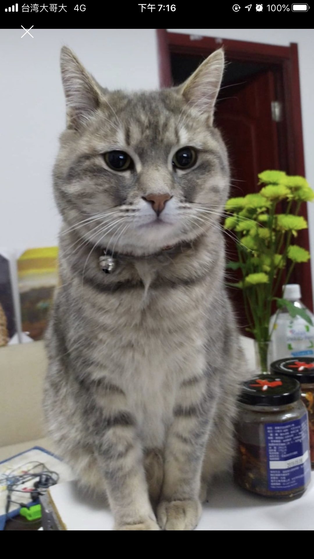 黄婷翎: cat plate 6 inch - 盘子/餐盘/盘架 - 瓷 