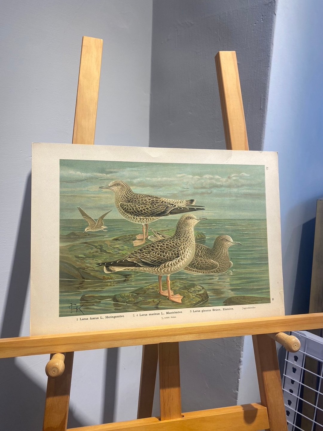 古董 19 世纪德国水鸟石版画图鉴 - 海报/装饰画/版画 - 纸 