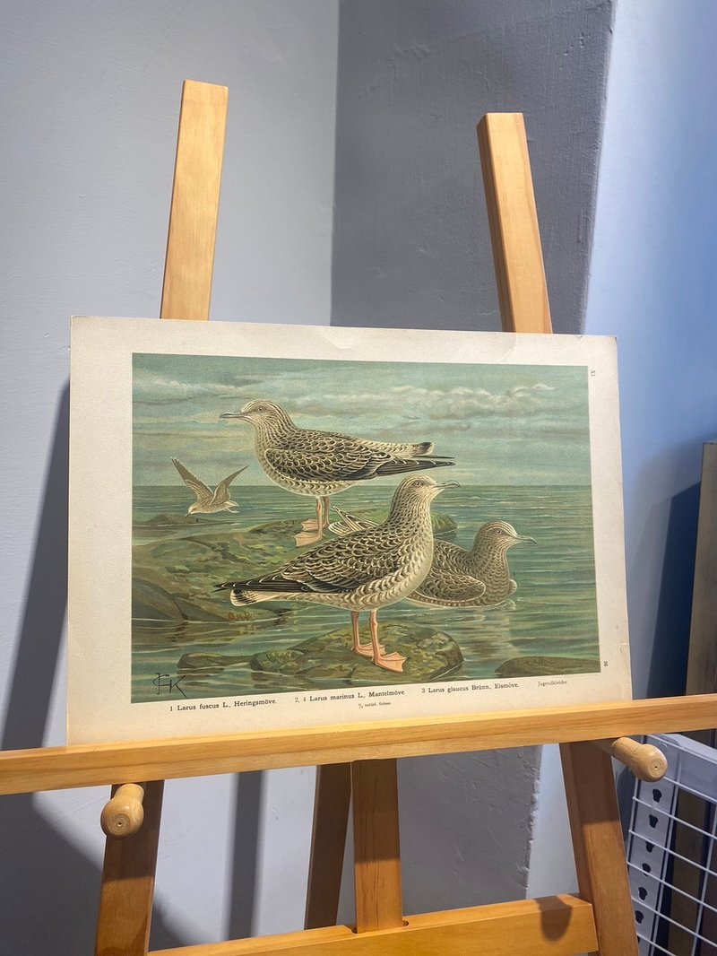 古董 19 世纪德国水鸟石版画图鉴 - 海报/装饰画/版画 - 纸 