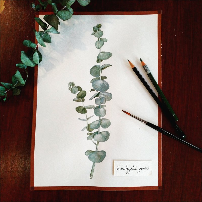 植物图鉴  圆叶尤加利叶  ( 纯手工绘制  非印刷品 ) - 海报/装饰画/版画 - 纸 绿色