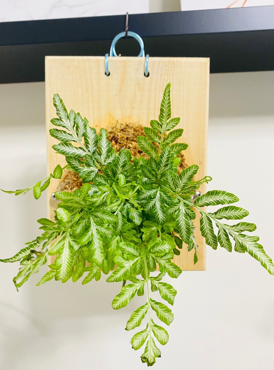 小品上板  文青网美最爱 森林系壁植 毕业礼物 新居落成 - 植栽/盆栽 - 木头 咖啡色