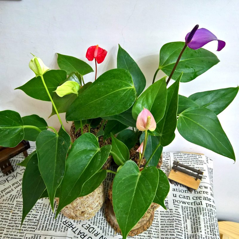 芊艹手作/ 草花系列苔球 - 火鹤花(四色) - 植栽/盆栽 - 植物．花 多色