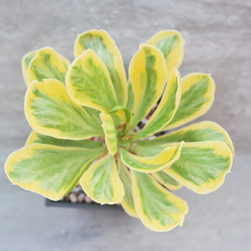 【豆豆多肉】【单刺麒麟锦】乔迁│送礼│升迁│多肉植物 - 植栽/盆栽 - 植物．花 