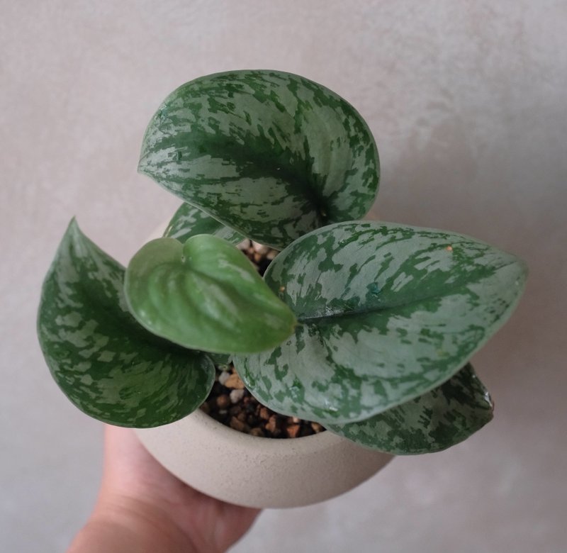 大叶银斑葛 - 植栽/盆栽 - 植物．花 