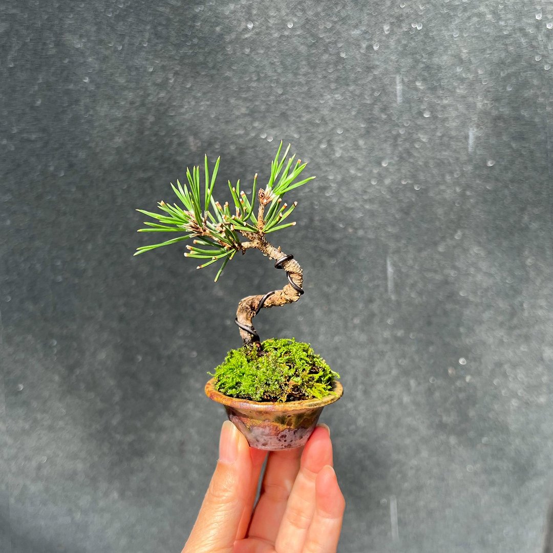 常青树 日本三河黑松豆盆栽∣御松豆盆钵 ミニ盆栽 - 植栽/盆栽 - 陶 