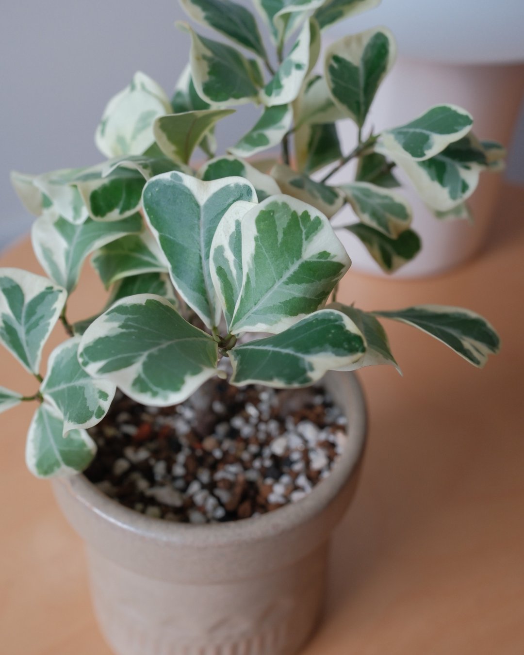 斑叶三角榕 - 植栽/盆栽 - 植物．花 