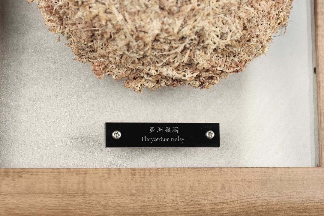 定制化雕刻 | 压克力 | 植物名牌 - 植栽/盆栽 - 塑料 