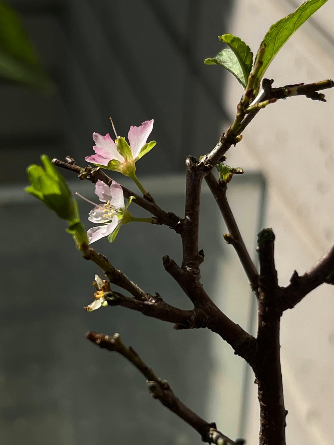 日本庭梅∣ミニ盆栽 开花中 - 植栽/盆栽 - 陶 