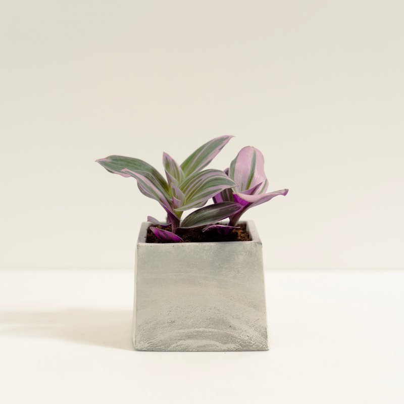 霓虹水竹草│泥作系列│福所栽 - 植栽/盆栽 - 水泥 紫色