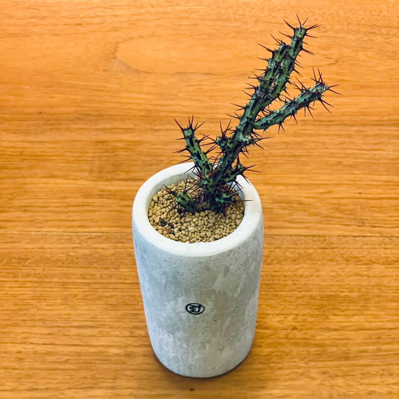 【野草不野-限时贩售】铜绿麒麟 / 长杯盆 - 植栽/盆栽 - 植物．花 绿色