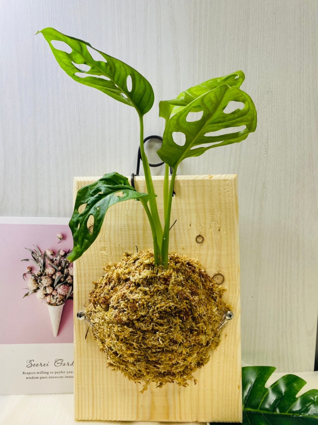 小品上板  文青网美最爱 森林系壁植 毕业礼物 新居落成 - 植栽/盆栽 - 木头 咖啡色