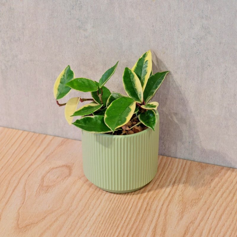 斑叶球兰 莫兰迪色系直纹陶盆 室内植物 观叶植物 礼物 盆栽 - 植栽/盆栽 - 植物．花 绿色
