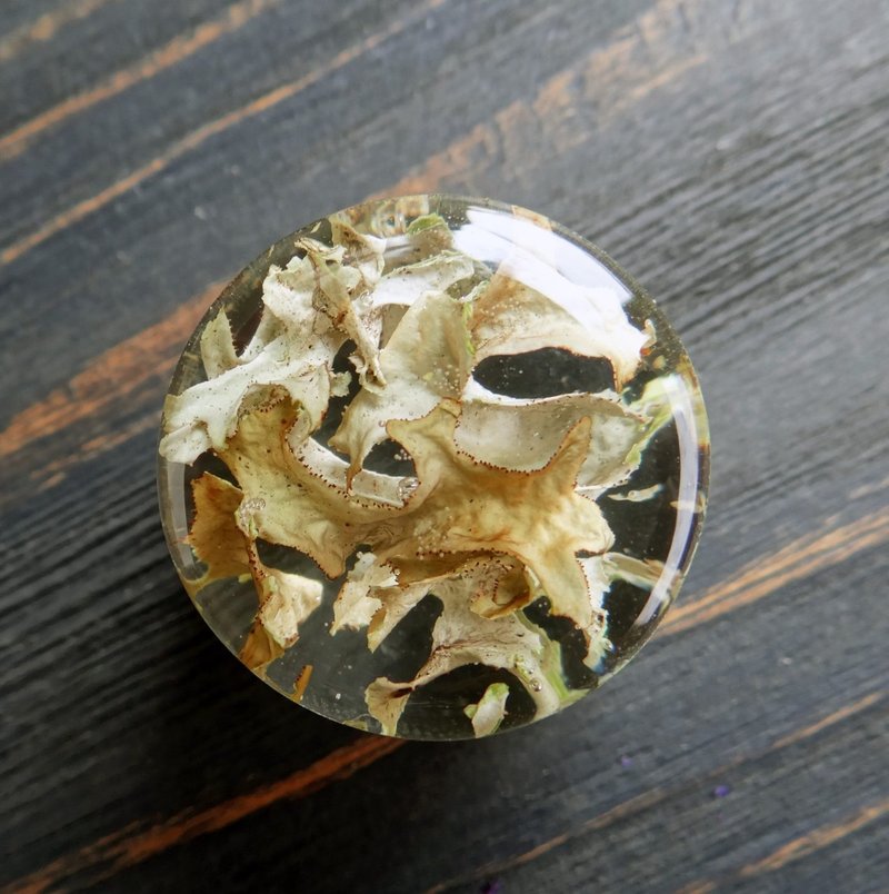 Lichen plugs earrings 2g 0g 00g  tunnels gauges Forest Moss plugs Resin - 耳环/耳夹 - 植物．花 灰色