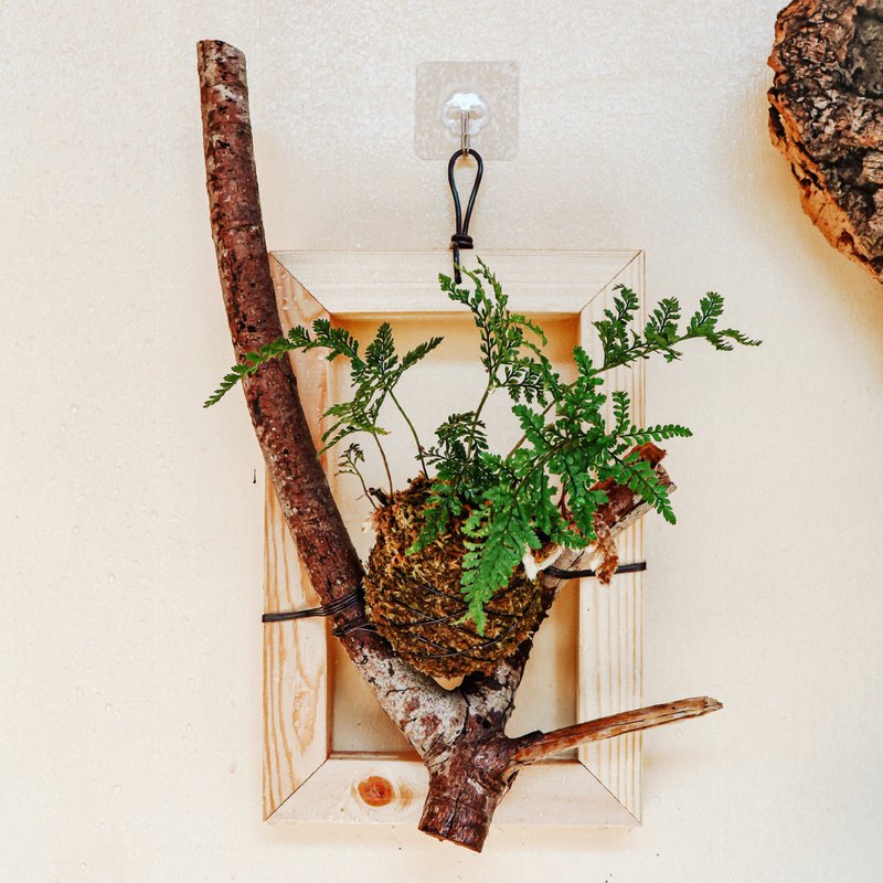 【树枝上的兔脚蕨苔球】 质感画框/ 室内植物 - 植栽/盆栽 - 植物．花 绿色