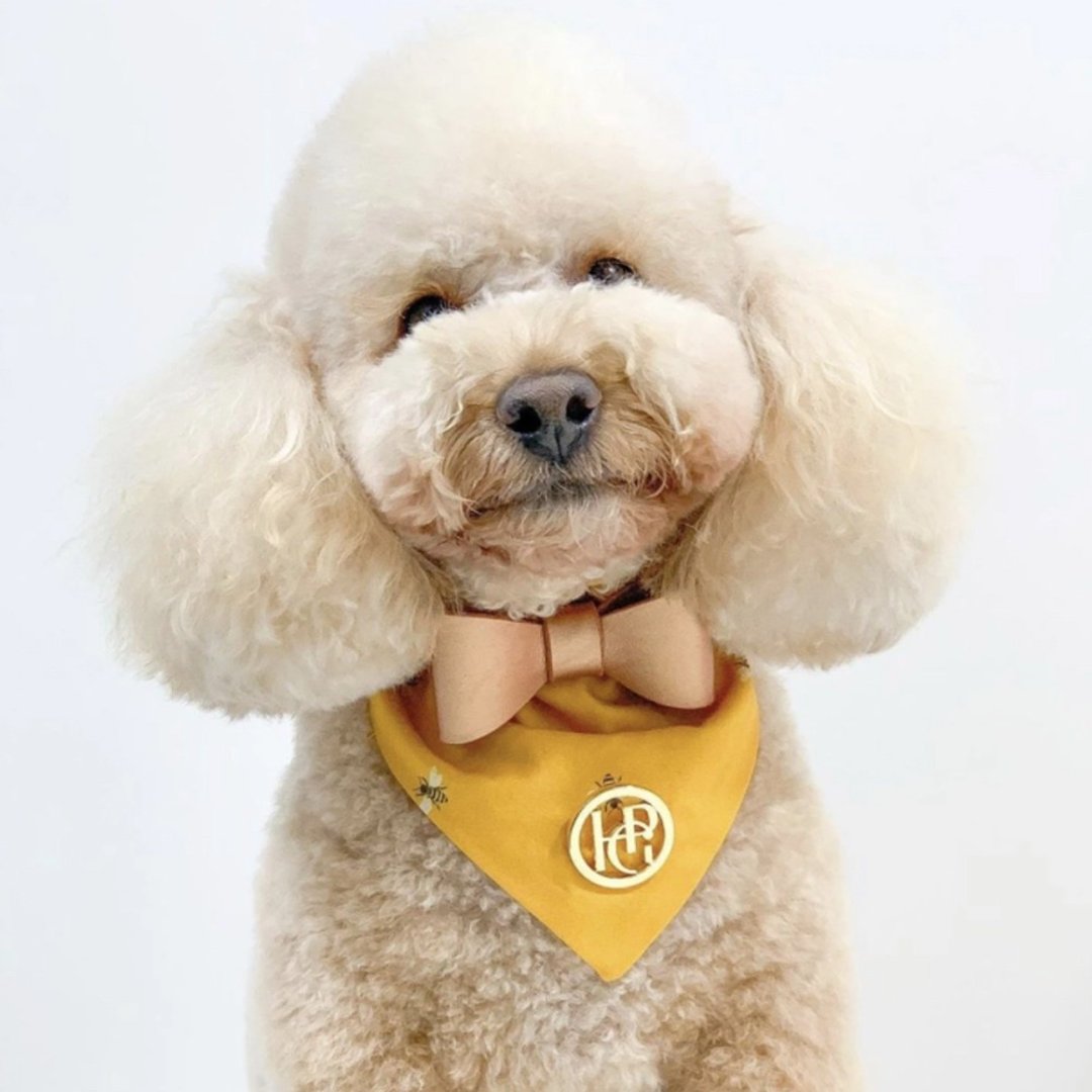 澳洲Happy Go Puppy 宠物领巾-大黄蜂 - 衣/帽 - 棉 