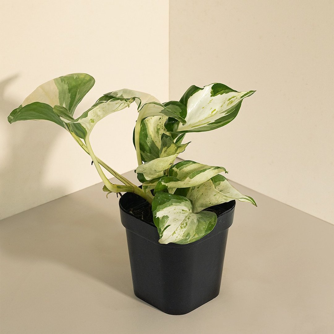 白泉黄金葛 Epipremnum aureum 'Manjula' - 植栽/盆栽 - 植物．花 