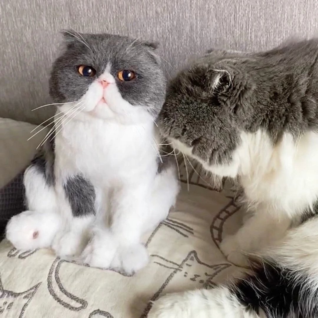 定制化礼物 逼真猫猫 羊毛毡 毛孩 宠物 娃娃 猫咪猫奴 似颜绘 a9 - 玩具 - 羊毛 多色